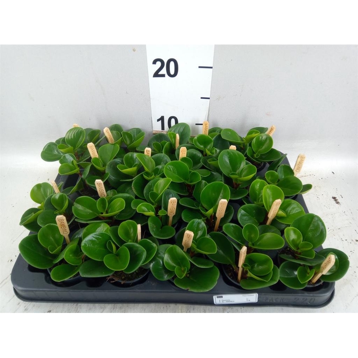 <h4>Peperomia obt. 'Green Gold'</h4>