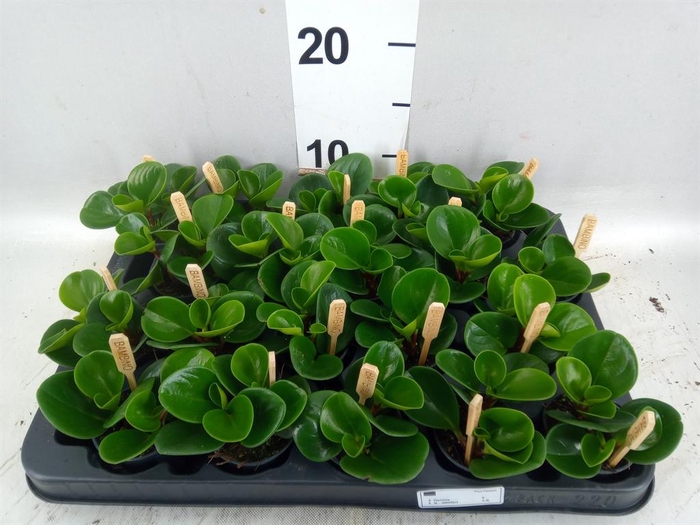 Peperomia obt. 'Green Gold'