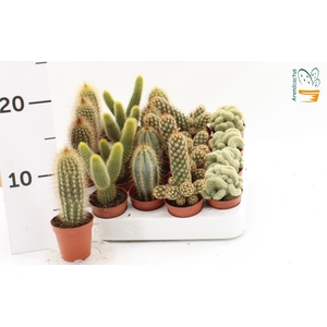 CACTUS GEM
