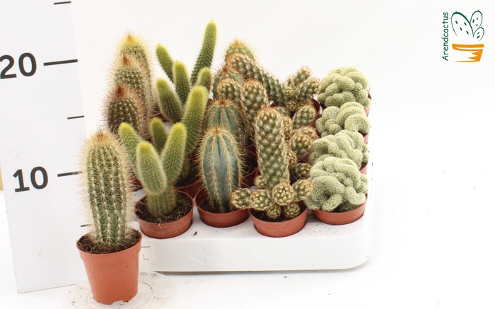 <h4>CACTUS GEM</h4>