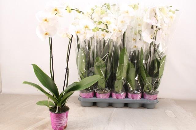 <h4>PHAL AN WINDSOR</h4>