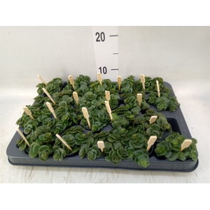 Sedum makinoi 'Tornado'