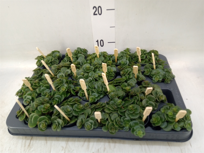 <h4>Sedum makinoi 'Tornado'</h4>