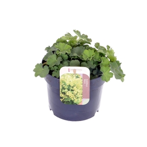 Alchemilla mollis