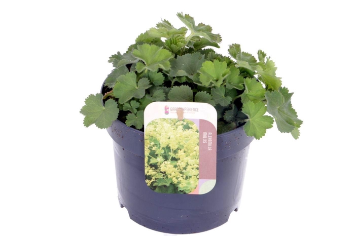 <h4>Alchemilla mollis</h4>