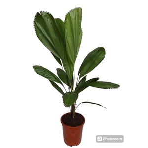 Licuala Grandis 21 cm