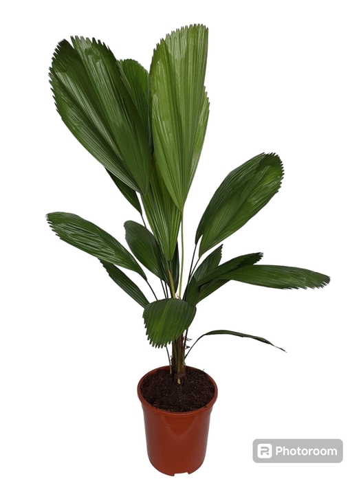 <h4>Licuala Grandis 21 cm</h4>