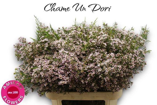 <h4>CHAME UN DORI</h4>