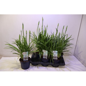 arr8 Agapa Amourette Superb Blauw