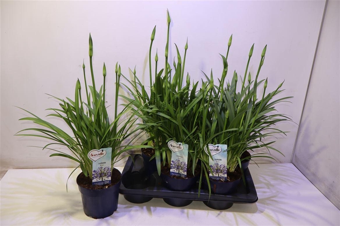 <h4>Agapa Amourette Superb Blauw</h4>