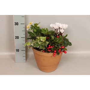 Arr 21 Helleborus, Hedera, Cyclaam en Gaultheria
