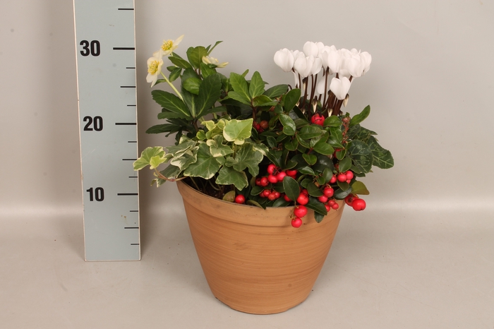 Arr 21 Helleborus, Hedera, Cyclaam en Gaultheria