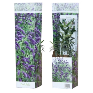 Buddleja 'Nanho Blue'