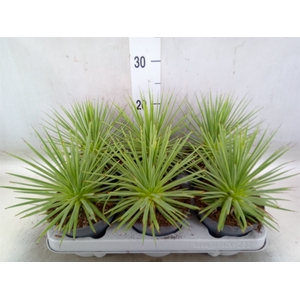 Agave stricta 'Nana'