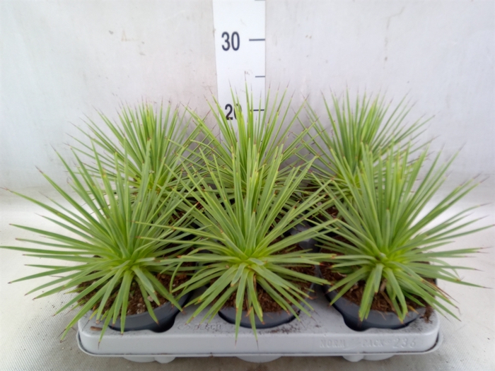 <h4>Agave stricta 'Nana'</h4>