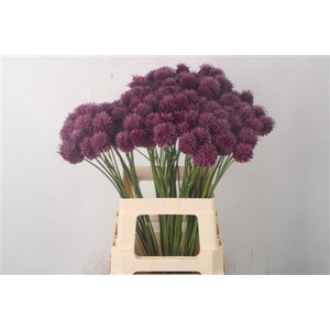 Allium Sphaerocephal