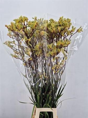 <h4>Anigoz Emma Yellow</h4>
