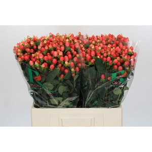 Hypericum Magical Royal Princess