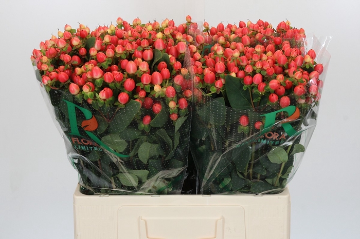 Hypericum Magical Royal Princess