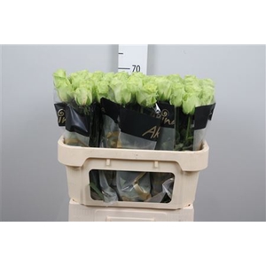 R Gr Green Generatio