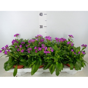 Arabis caucasica 'Rosea'