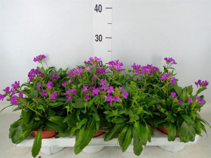 <h4>Arabis caucasica 'Rosea'</h4>