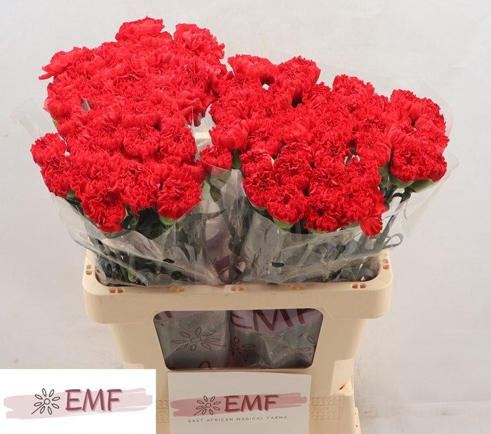 <h4>DI ST SPARTA+</h4>