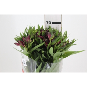 ALSTROEMERIA BAHIA 070 CM