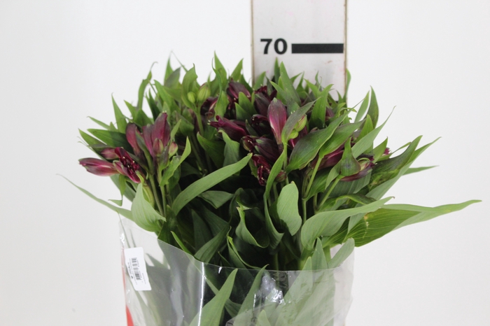 <h4>ALSTROEMERIA BAHIA 070 CM</h4>