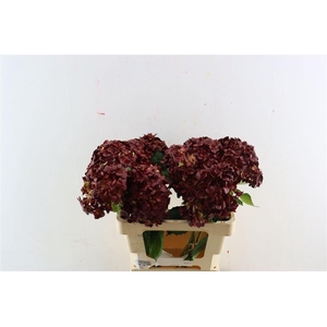 Hydr M Bordeaux Tinted