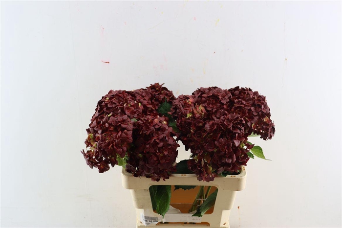 <h4>Hydr M Bordeaux Tinted</h4>