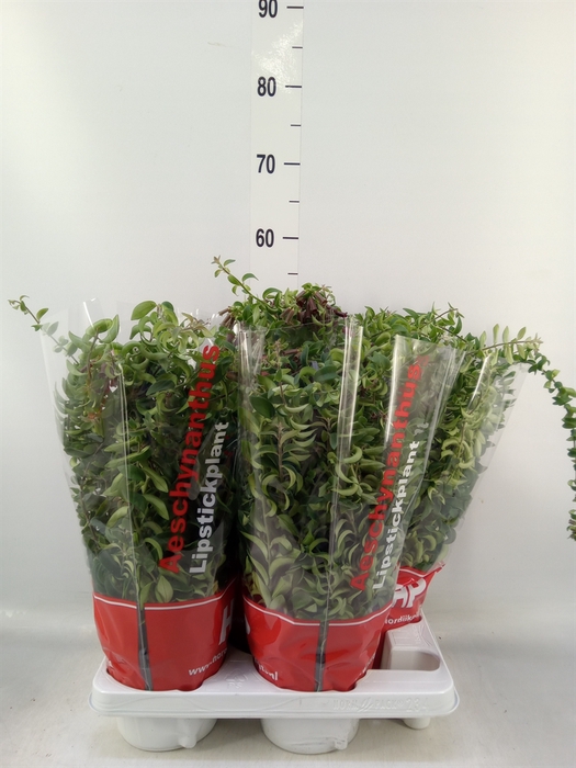 <h4>Aeschynanthus  'Twister'</h4>