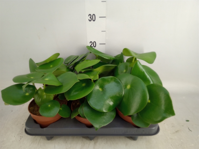 <h4>Peperomia polybotrya 'Raindrop'</h4>