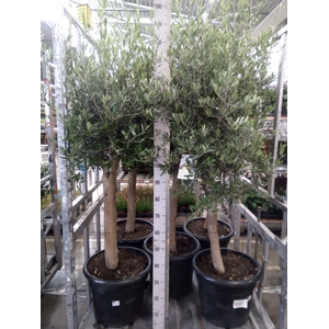 Olea europaea