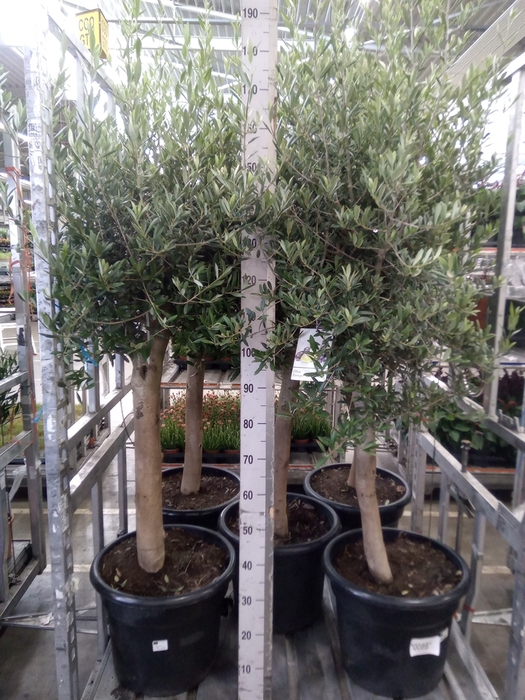 <h4>Olea europaea</h4>