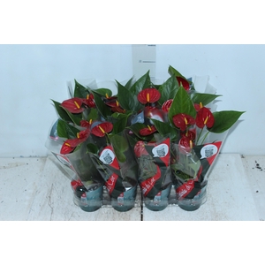ANTHURIUM RED SUCCESS P09