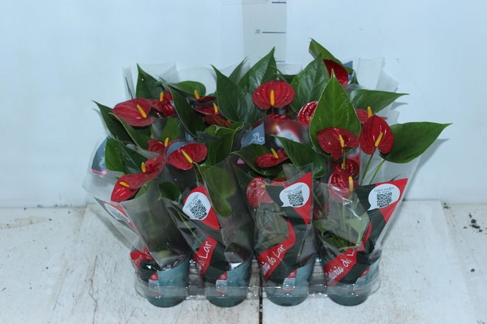 <h4>ANTHURIUM RED SUCCESS P09</h4>