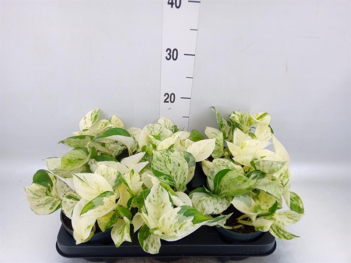 <h4>Epipremnum pinn. 'Happy Leaf'</h4>