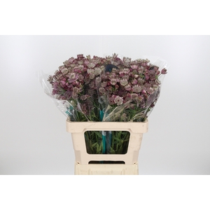 Astrantia Star Of Africa