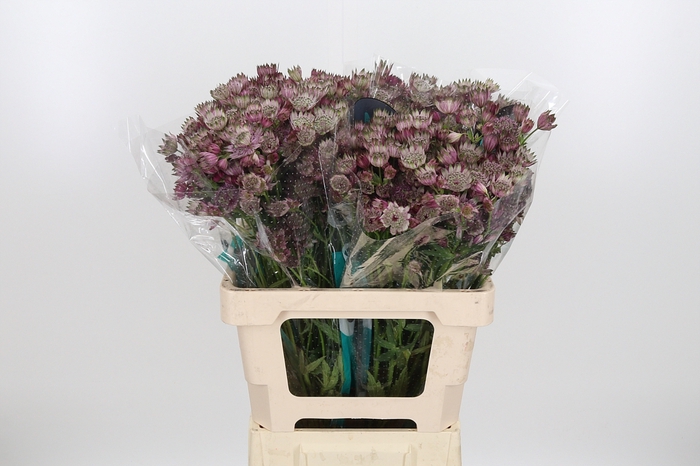 <h4>Astrantia Star Of Africa</h4>