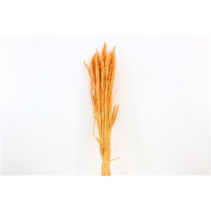 Dried Triticum Bleached Salmon Bunch