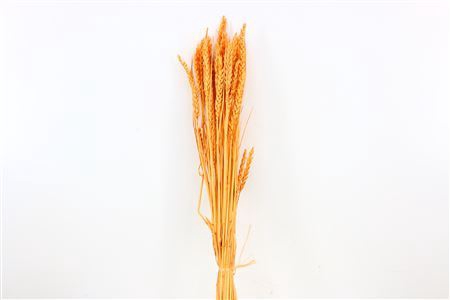 Dried Triticum Bleached Salmon Bunch