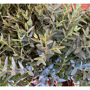 Greens - Eucalyptus Ficifolia (ps)