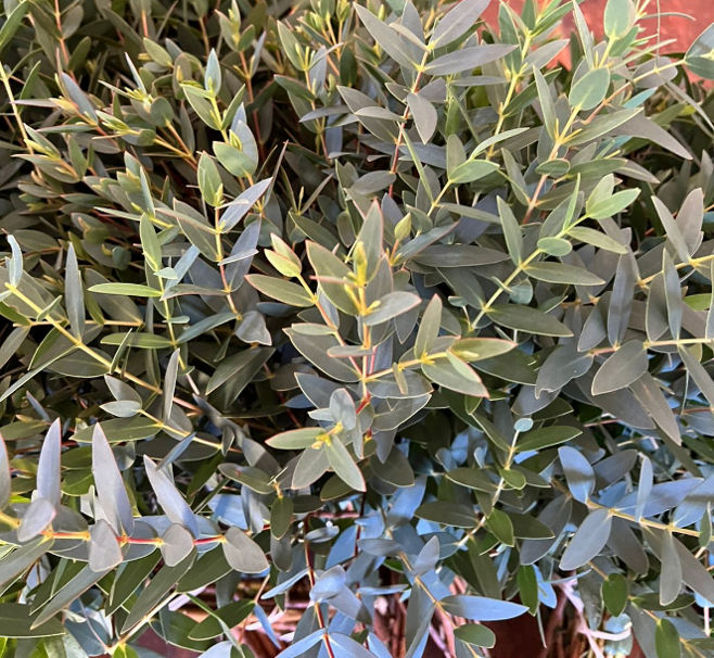 <h4>Greens - Eucalyptus Ficifolia (ps)</h4>