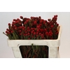 Kaaps Groen Tortum Red