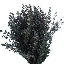 SG EUCA.PARVIFOLIA (BOS)