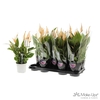 Spathiphyllum 13 cm Bellini Make Upz oranje