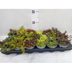 Sedum   ...