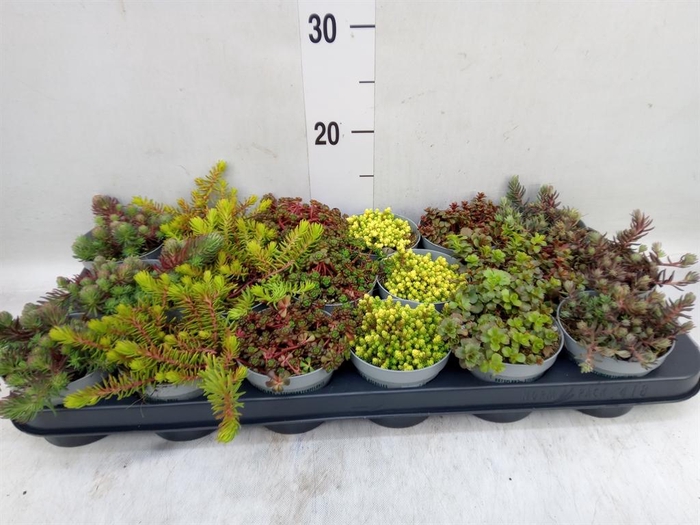 <h4>Sedum   ...</h4>