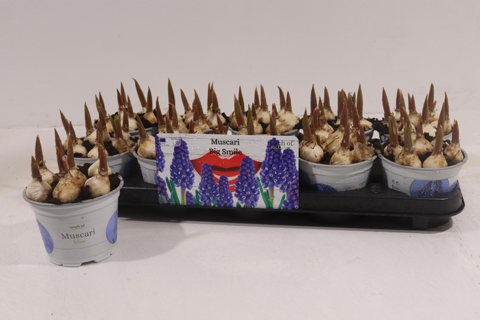 <h4>MUSCAR BIG SMILE</h4>